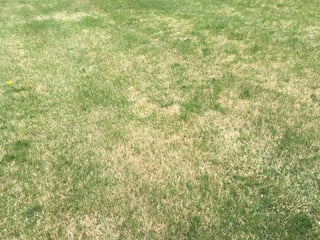 Zoysia grass.jpg