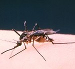Avoiding Pesky Mosquitoes