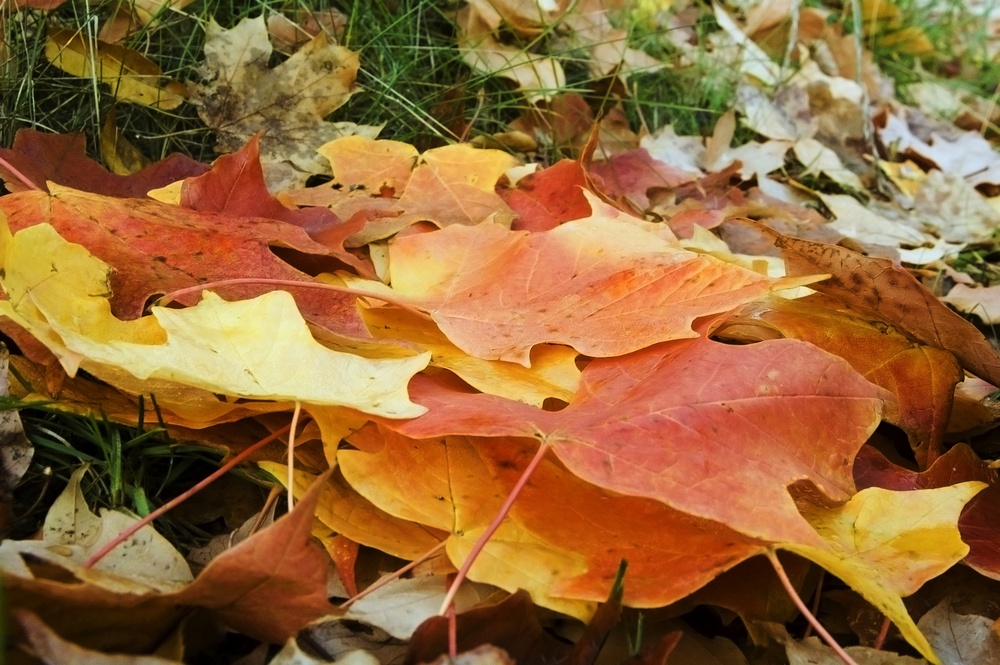 leaves on grass that need to be cleared before winter