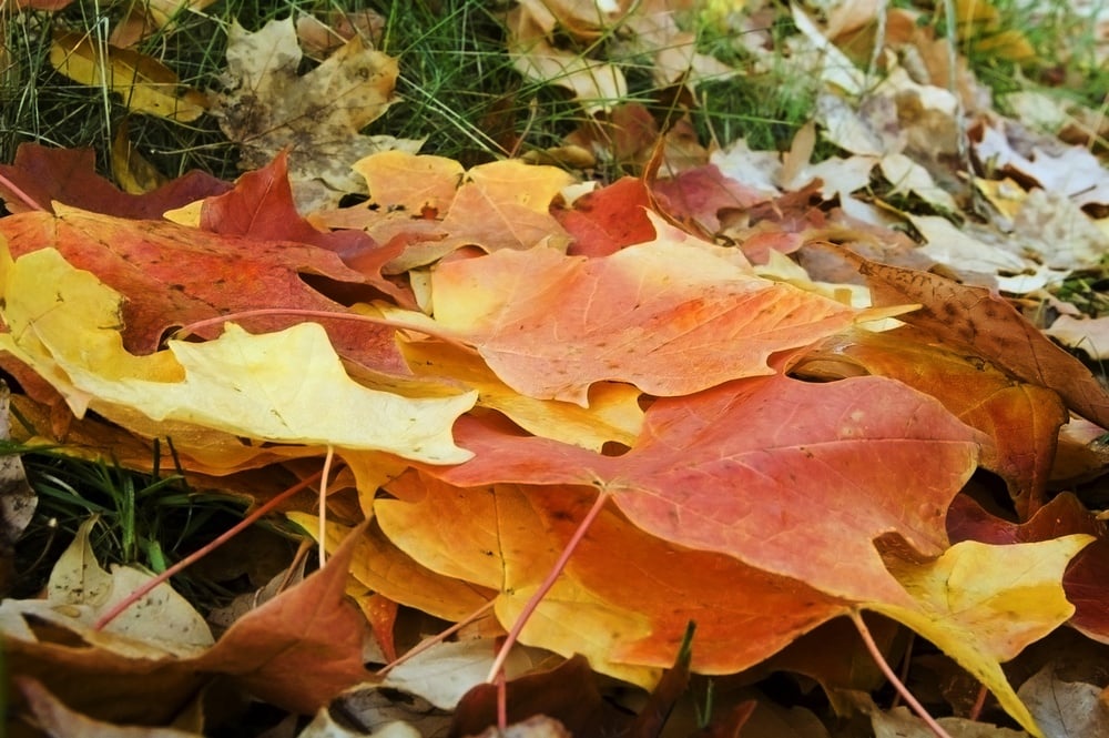 leaf pile in lawn in fall